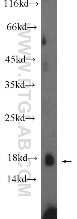 PRH1 Rabbit anti-Human, Polyclonal, Proteintech:Antibodies:Primary Antibodies