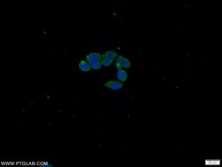 C21orf59 Rabbit anti-Human, Polyclonal, Proteintech:Antibodies:Primary