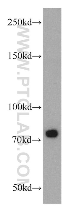 SYNPO2L Rabbit anti-Human, Mouse, Rat, Polyclonal, Proteintech 150 μL;
