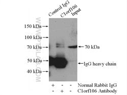 C1orf106 Rabbit anti-Human, Mouse, Rat, Polyclonal, Proteintech 150 &mu;L;