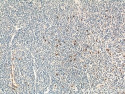 KLRF1 Rabbit anti-Human, Polyclonal, Proteintech 150 &mu;L; Unconjugated:Antibodies,