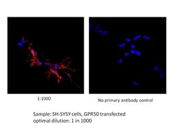 GPR50 Rabbit anti-Human, Mouse, Polyclonal, Proteintech:Antibodies:Primary