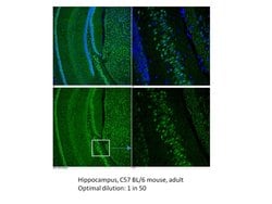 GPR50 Rabbit anti-Human, Mouse, Polyclonal, Proteintech:Antibodies:Primary