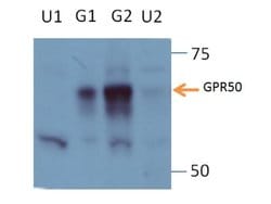 GPR50 Rabbit anti-Human, Mouse, Polyclonal, Proteintech:Antibodies:Primary