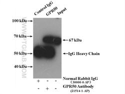 GPR50 Rabbit anti-Human, Mouse, Polyclonal, Proteintech:Antibodies:Primary