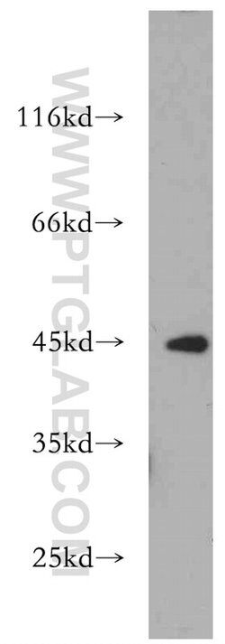EXOG Rabbit anti-Human, Mouse, Rat, Polyclonal, Proteintech:Antibodies:Primary