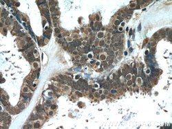 L1TD1 Rabbit anti-Human, Polyclonal, Proteintech 150 &mu;L; Unconjugated:Antibodies,