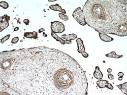 L1TD1 Rabbit anti-Human, Polyclonal, Proteintech 150 &mu;L; Unconjugated:Antibodies,