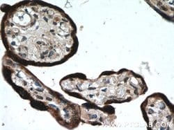 L1TD1 Rabbit anti-Human, Polyclonal, Proteintech 150 &mu;L; Unconjugated:Antibodies,