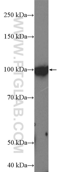 L1TD1 Rabbit anti-Human, Polyclonal, Proteintech 150 &mu;L; Unconjugated:Antibodies,