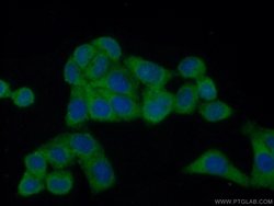 FAM120A Rabbit anti-Human, Mouse, Rat, Polyclonal, Proteintech 150 &mu;L;