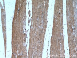 FAM120A Rabbit anti-Human, Mouse, Rat, Polyclonal, Proteintech 150 &mu;L;