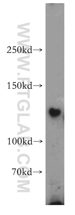 FAM120A Rabbit anti-Human, Mouse, Rat, Polyclonal, Proteintech 150 &mu;L;