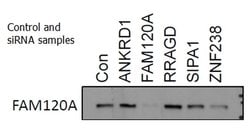FAM120A Rabbit anti-Human, Mouse, Rat, Polyclonal, Proteintech 150 &mu;L;