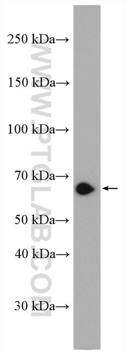 FAM134B Rabbit anti-Human, Mouse, Polyclonal, Proteintech 150 &mu;L; Unconjugated:Antibodies,