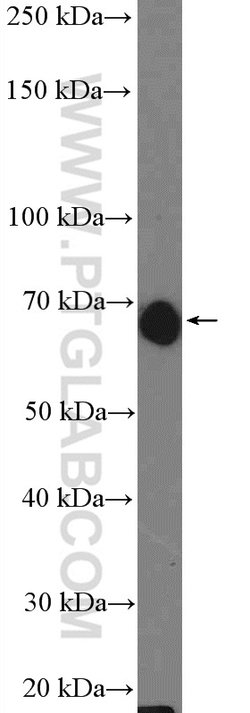FAM134B Rabbit anti-Human, Mouse, Polyclonal, Proteintech