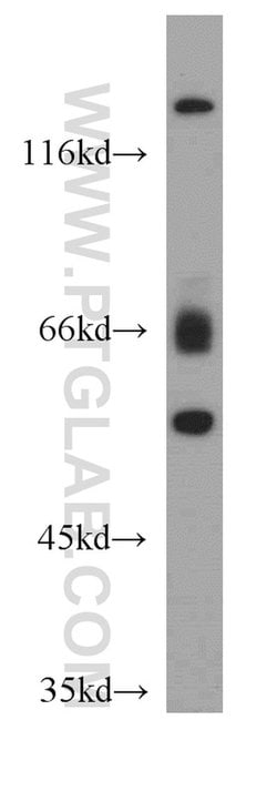 ISM2 Rabbit anti-Human, Mouse, Polyclonal, Proteintech 150 &mu;L; Unconjugated:Antibodies,