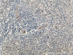 FCGR2B / CD32b Rabbit anti-Human, Polyclonal, Proteintech 150 &mu;L; Unconjugated:Antibodies,