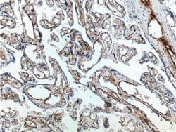 FCGR2B / CD32b Rabbit anti-Human, Polyclonal, Proteintech 150 &mu;L; Unconjugated:Antibodies,