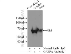 GABPA Rabbit anti-Human, Mouse, Rat, Polyclonal, Proteintech 150 &mu;L;