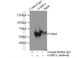 GABPA Rabbit anti-Human, Mouse, Rat, Polyclonal, Proteintech 150 &mu;L;