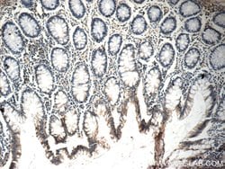 NGX6 Rabbit anti-Human, Polyclonal, Proteintech:Antibodies:Primary Antibodies