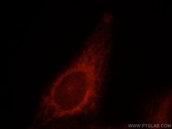 MRPL28 Rabbit anti-Human, Mouse, Rat, Polyclonal, Proteintech:Antibodies:Primary