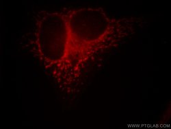 MRPL28 Rabbit anti-Human, Mouse, Rat, Polyclonal, Proteintech:Antibodies:Primary