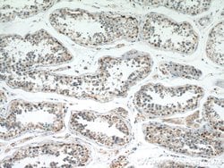 MRPL28 Rabbit anti-Human, Mouse, Rat, Polyclonal, Proteintech:Antibodies:Primary