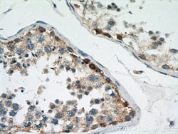 MRPL28 Rabbit anti-Human, Mouse, Rat, Polyclonal, Proteintech:Antibodies:Primary