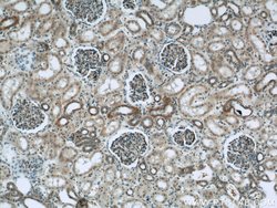 MRPL28 Rabbit anti-Human, Mouse, Rat, Polyclonal, Proteintech:Antibodies:Primary