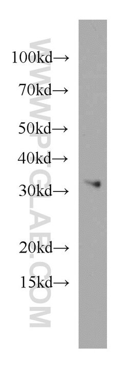 MRPL28 Rabbit anti-Human, Mouse, Rat, Polyclonal, Proteintech:Antibodies:Primary