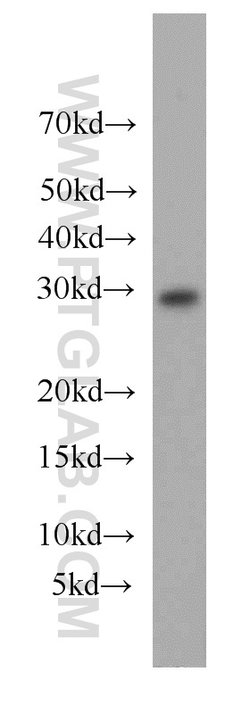 MRPL28 Rabbit anti-Human, Mouse, Rat, Polyclonal, Proteintech:Antibodies:Primary