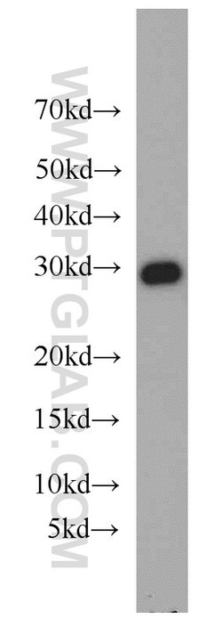 MRPL28 Rabbit anti-Human, Mouse, Rat, Polyclonal, Proteintech:Antibodies:Primary