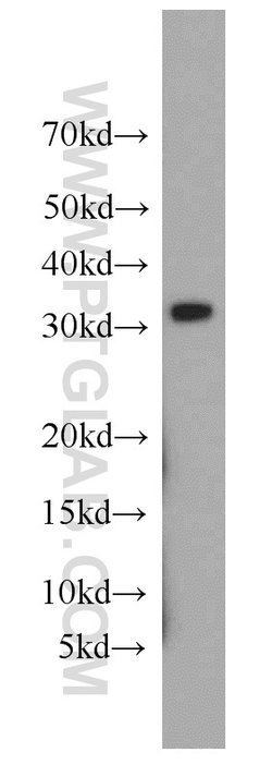 MRPL28 Rabbit anti-Human, Mouse, Rat, Polyclonal, Proteintech:Antibodies:Primary