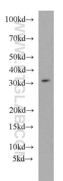 MRPL28 Rabbit anti-Human, Mouse, Rat, Polyclonal, Proteintech:Antibodies:Primary
