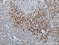ADIPOQ Rabbit anti-Human, Mouse, Polyclonal, Proteintech:Antibodies:Primary