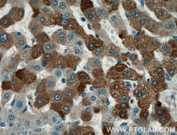 ADIPOQ Rabbit anti-Human, Mouse, Polyclonal, Proteintech:Antibodies:Primary