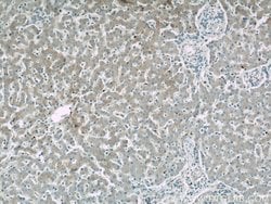 TMED9 Rabbit anti-Human, Mouse, Rat, Polyclonal, Proteintech 150 &mu;L;