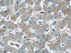 TMED9 Rabbit anti-Human, Mouse, Rat, Polyclonal, Proteintech 150 &mu;L;