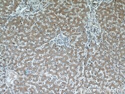 TMED9 Rabbit anti-Human, Mouse, Rat, Polyclonal, Proteintech 150 &mu;L;