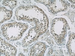 GPBP1 Rabbit anti-Human, Mouse, Rat, Polyclonal, Proteintech 150 &mu;L;