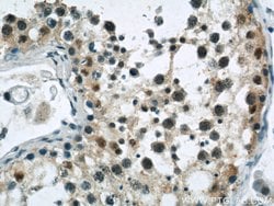 GPBP1 Rabbit anti-Human, Mouse, Rat, Polyclonal, Proteintech 150 &mu;L;