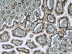GPBP1 Rabbit anti-Human, Mouse, Rat, Polyclonal, Proteintech 150 &mu;L;