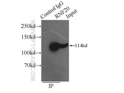 RNF20 Rabbit anti-Human, Mouse, Rat, Polyclonal, Proteintech:Antibodies:Primary