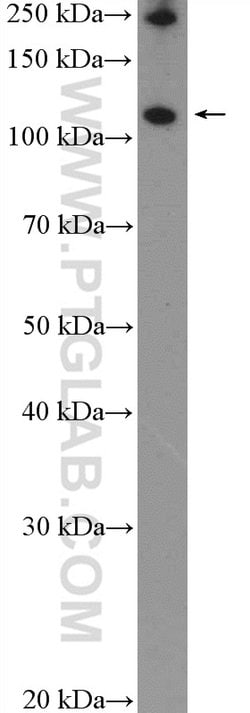 RNF20 Rabbit anti-Human, Mouse, Rat, Polyclonal, Proteintech:Antibodies:Primary