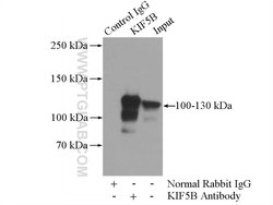 KIF5B Rabbit anti-Human, Mouse, Rat, Polyclonal, Proteintech 20 &mu;L;