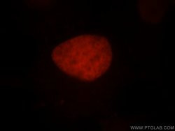 SMARCA4/BRG1 Rabbit anti-Human, Mouse, Rat, Polyclonal, Proteintech:Antibodies:Primary