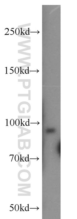 UNC45B Rabbit anti-Human, Mouse, Rat, Polyclonal, Proteintech:Antibodies:Primary