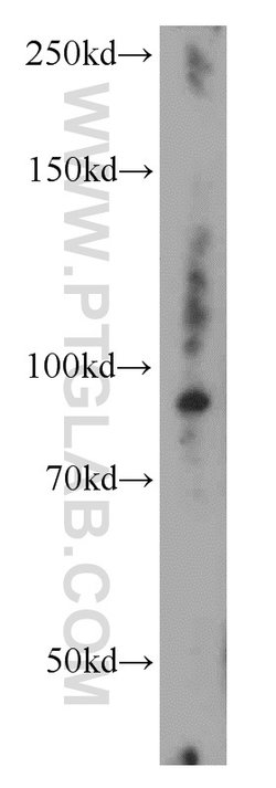 UNC45B Rabbit anti-Human, Mouse, Rat, Polyclonal, Proteintech:Antibodies:Primary